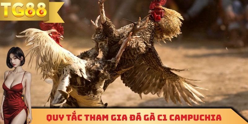 Quy tắc tham gia đá gà C1 Campuchia chi tiết nhất cho ai chưa biết